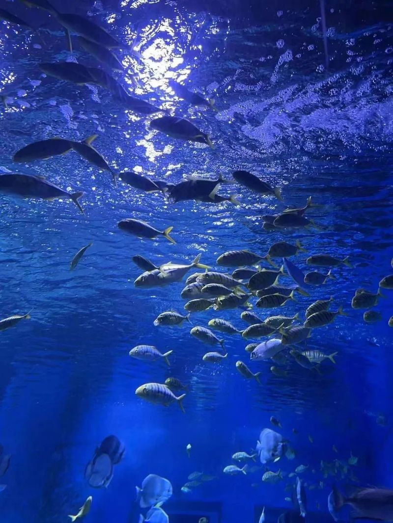 中山水族店，中山市擁有多家特色水族店分布在不同區(qū)域?yàn)槭忻裉峁┒鄻踊?wù)