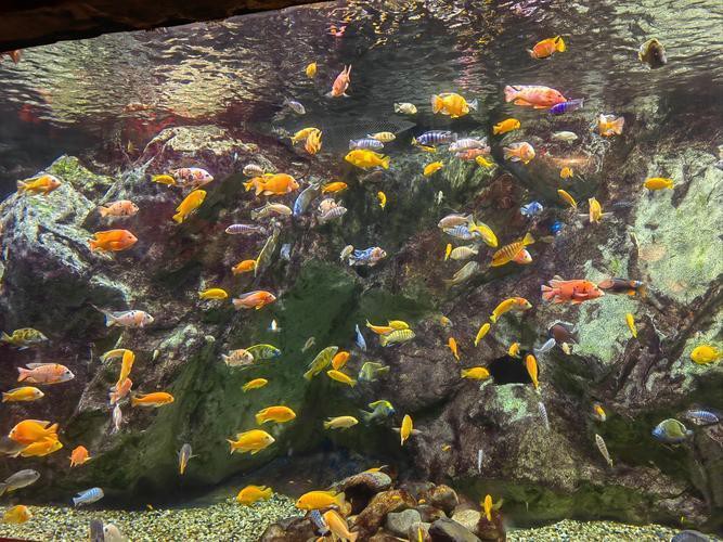 江西水族店，江西水族店耗資千萬打造“海底世界”宜春跨年又有新去處