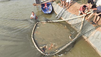 康縣龍魚店，康縣有龍魚店嗎