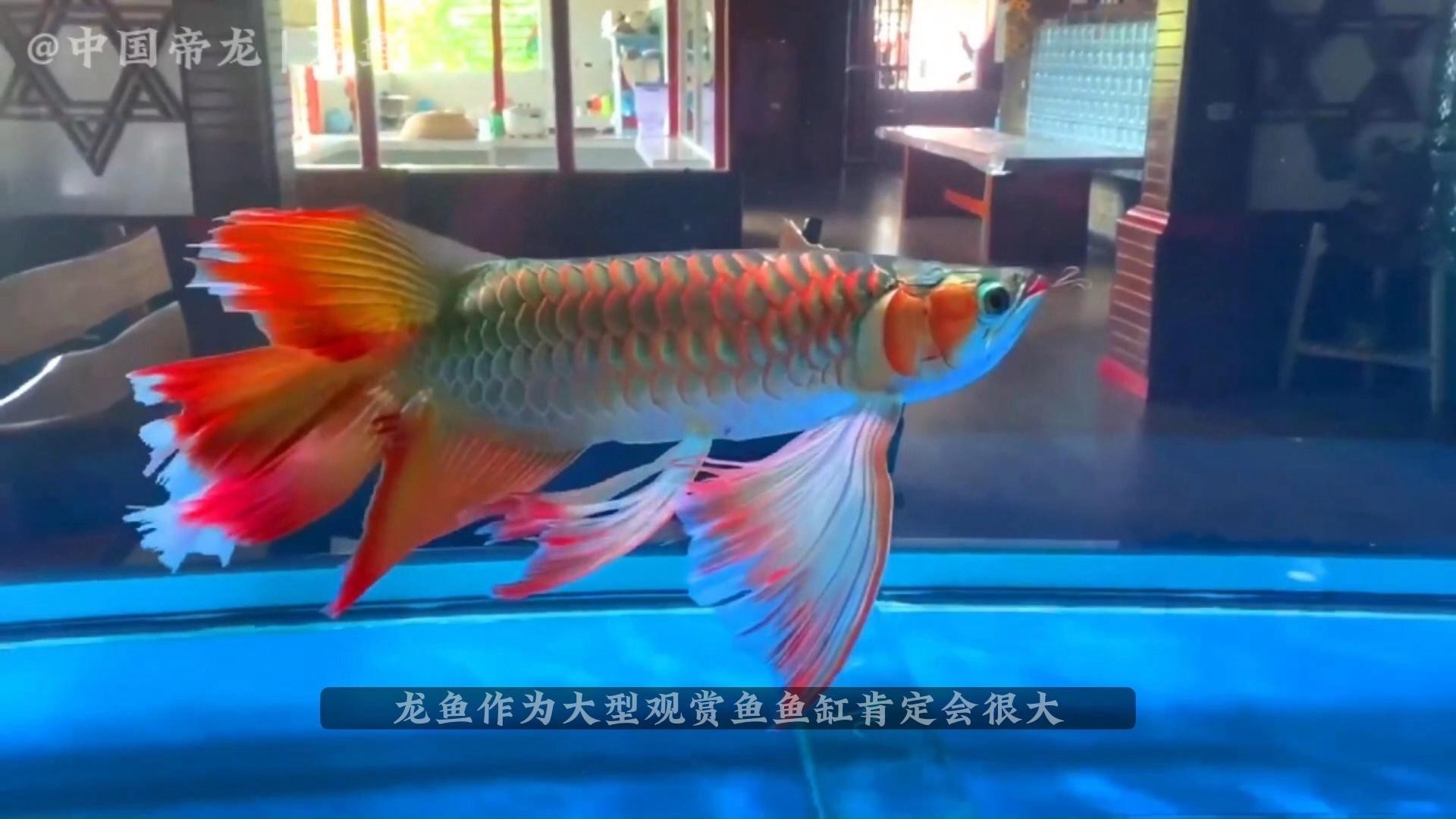 哪些魚種適合與龍魚混養(yǎng)？，哪些魚種適合與龍魚混養(yǎng)這樣搭配最合適與龍魚混養(yǎng)