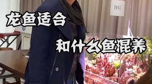 哪些魚種適合與龍魚混養(yǎng)？，哪些魚種適合與龍魚混養(yǎng)這樣搭配最合適與龍魚混養(yǎng)