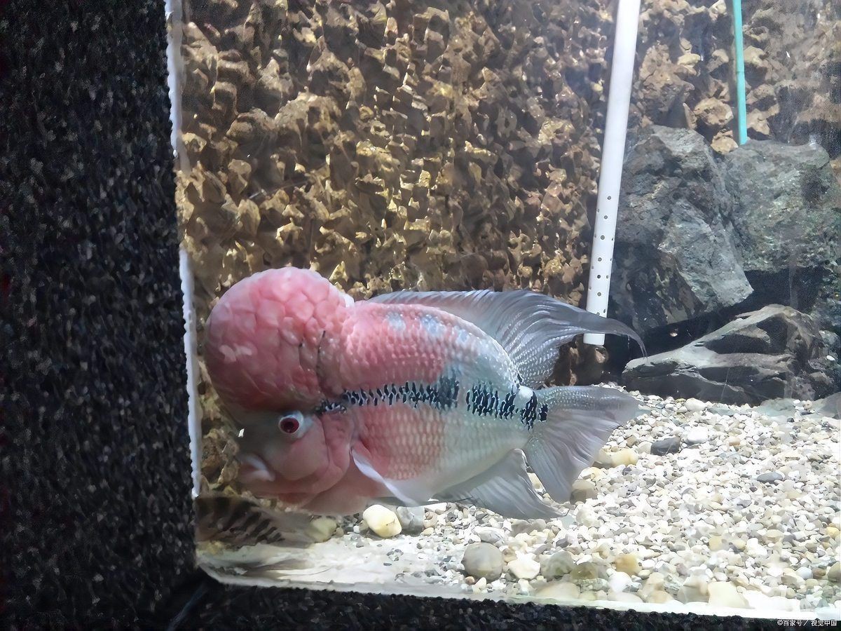 羅漢魚壽命一覽表，羅漢魚的壽命有多久