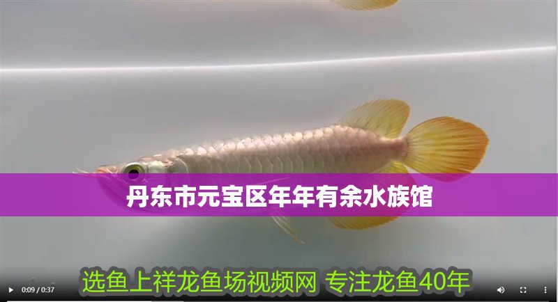 元寶水族店，丹東元寶水族店有哪些特色產(chǎn)品給我推薦一些元寶水族店
