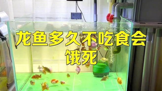 停食期間龍魚會餓死嗎？，停食期間龍魚會餓死嗎