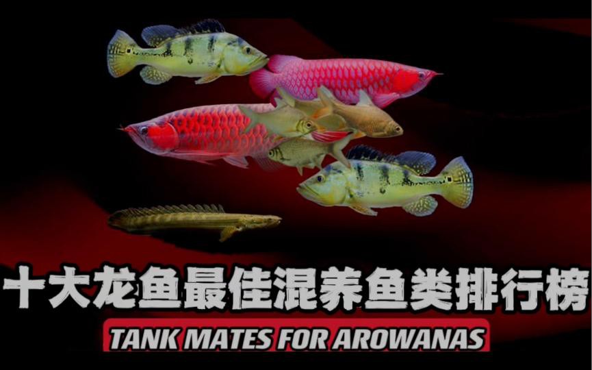 哪些品種的龍魚適合混養？，養魚知識|可以和龍魚混養的6種魚 哪些品種的龍魚適合混養？，養魚知識|可以和龍魚混養的6種魚 龍魚百科 第7張