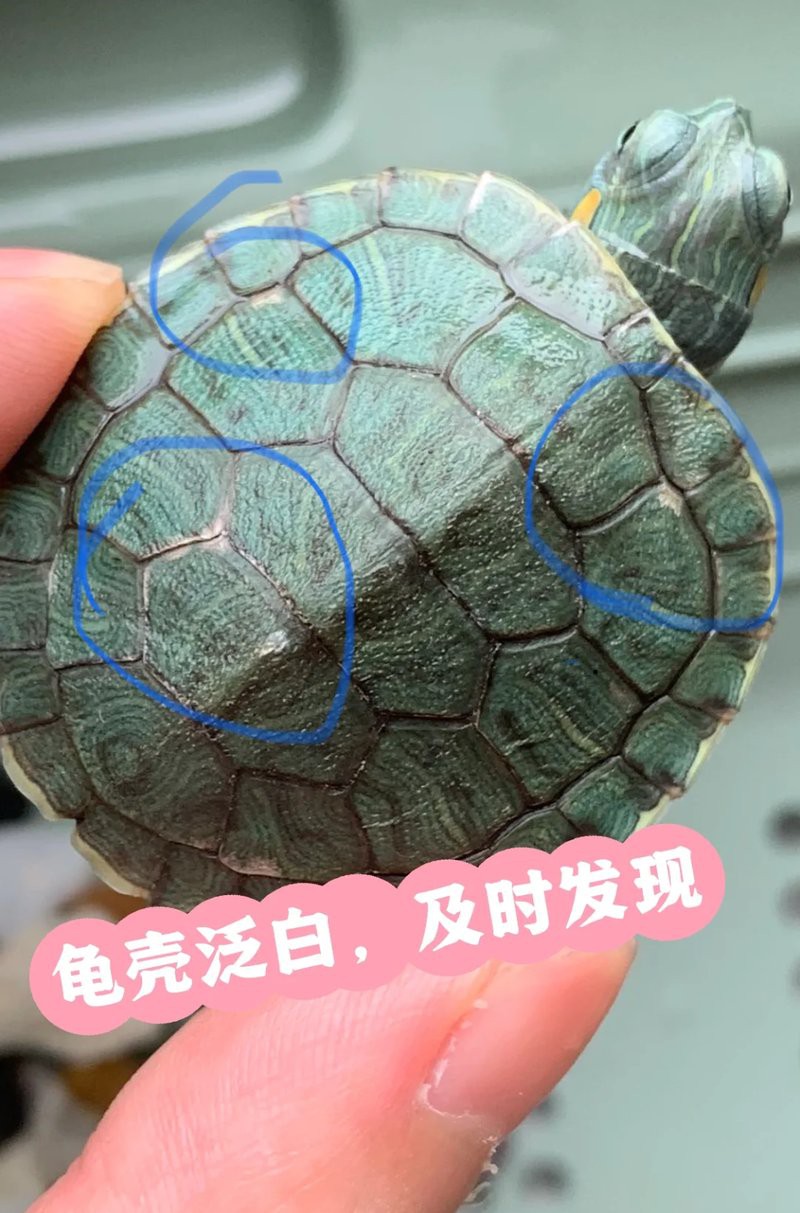 如何判斷龍龜是否需要清潔？，如何判斷龍龜是否需要清潔，靈一龍龜佩戴禁忌龍龜風水學上比較