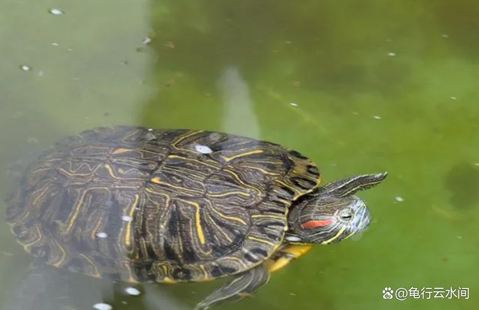 如何判斷龍龜是否需要清潔？，如何判斷龍龜是否需要清潔，靈一龍龜佩戴禁忌龍龜風水學上比較