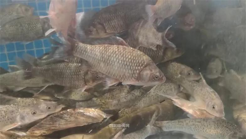 民和龍魚店，關于“民和龍魚店”的公開資料