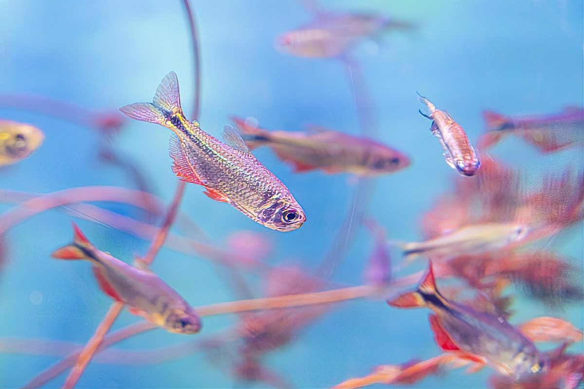 1～2厘米金龍魚多久喂一次？，廣州龍魚場龍魚各階段如何喂食養龍必看養魚小藝