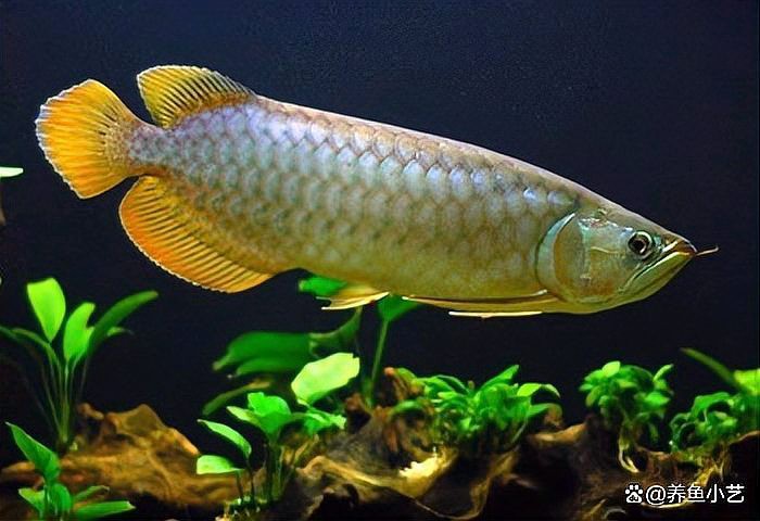 1～2厘米金龍魚多久喂一次？，廣州龍魚場龍魚各階段如何喂食養龍必看養魚小藝