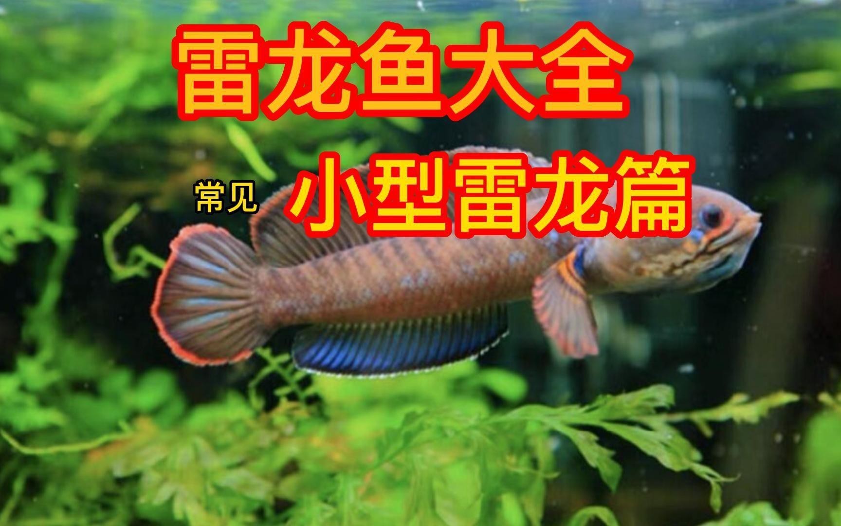兩種雷龍的價(jià)格差異大嗎？，雷龍魚多少錢一只秋綃映畫雷龍魚品種大揭秘