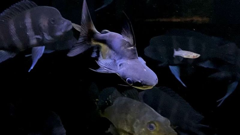 球鯊一般多少錢，2025年球鯊市場行情與飼養(yǎng)指南球鯊市場行情與飼養(yǎng)指南