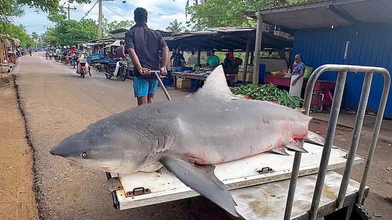 球鯊一般多少錢，2025年球鯊市場行情與飼養(yǎng)指南球鯊市場行情與飼養(yǎng)指南