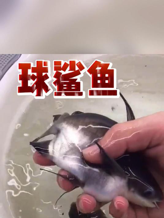 球鯊一般多少錢，2025年球鯊市場行情與飼養(yǎng)指南球鯊市場行情與飼養(yǎng)指南