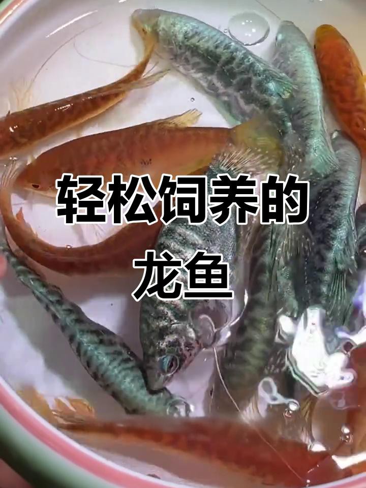 哪種小型龍魚最適合新手飼養(yǎng)？，《哪種小型龍魚最適合新手飼養(yǎng)》家里有水就趕緊試試