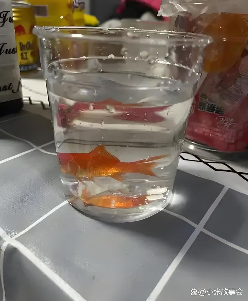 廣水水族店，廣水市有哪些水族相關店鋪？