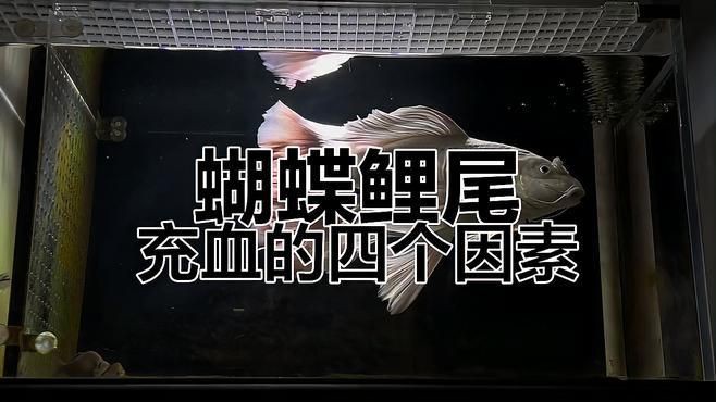 魚尾充血多久會恢復(fù)，魚尾充血恢復(fù)時長摘要
