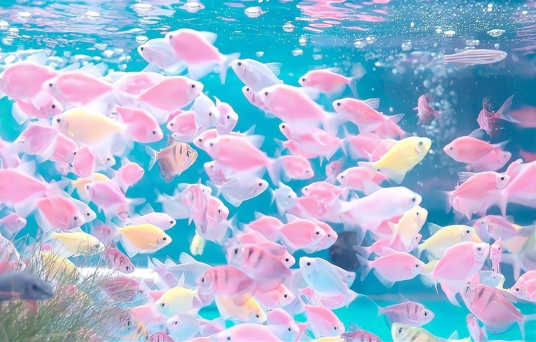 貴陽水族店，貴陽擁有多家特色鮮明的水族店