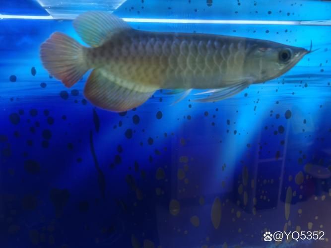 號半紅龍魚長大圖片，《號半紅龍魚長大圖片》