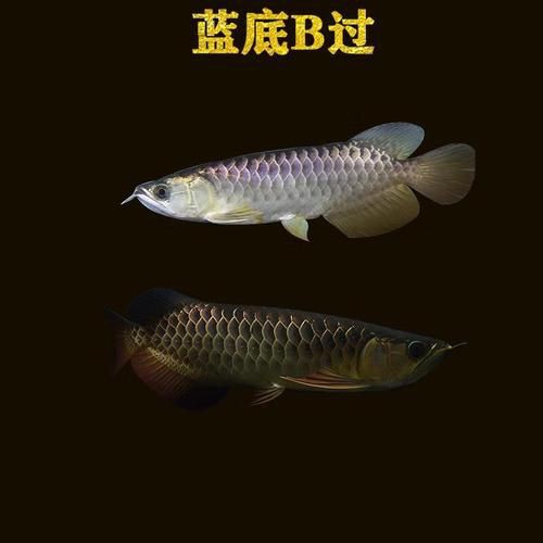 號半紅龍魚長大圖片，《號半紅龍魚長大圖片》