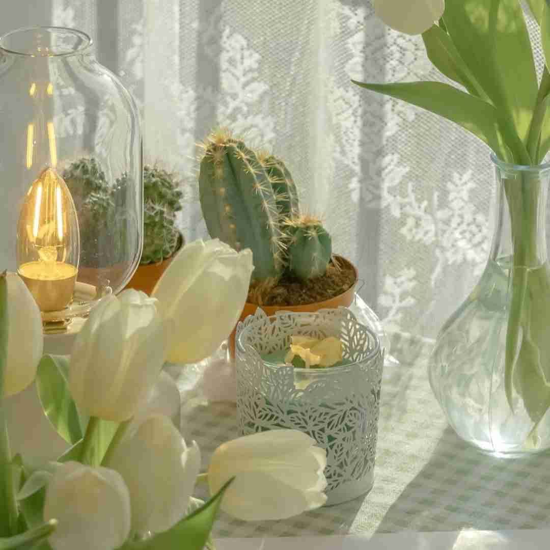 剛果美人和一眉道人混養，剛果美人與一眉道人混養攻略 剛果美人和一眉道人混養，剛果美人與一眉道人混養攻略 全國水族館企業名錄 第7張