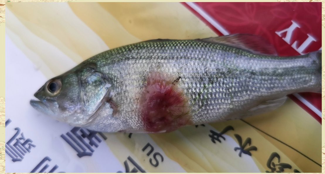 如何判斷龍魚是否得了爛身病？，如何判斷龍魚爛身病？