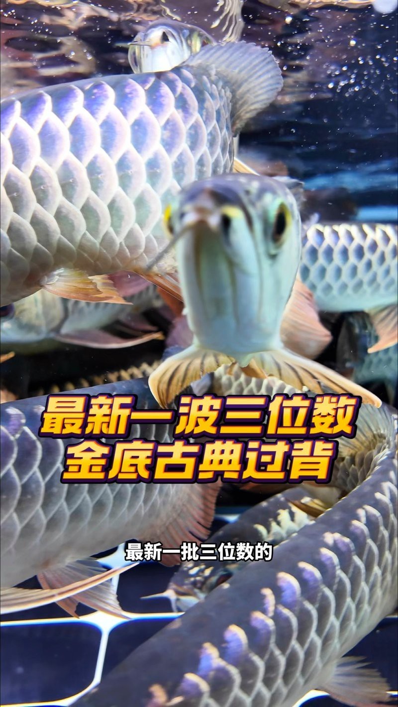 古典過背金龍成年后有多大？，古典過背金龍成年后的體長存在一定差異具體數據如下 古典過背金龍成年后有多大？，古典過背金龍成年后的體長存在一定差異具體數據如下 龍魚百科 第2張
