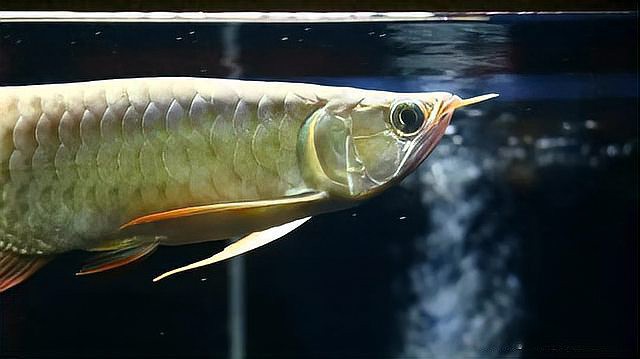 80cm缸適合養什么龍魚？，80cm缸適合養什么龍魚