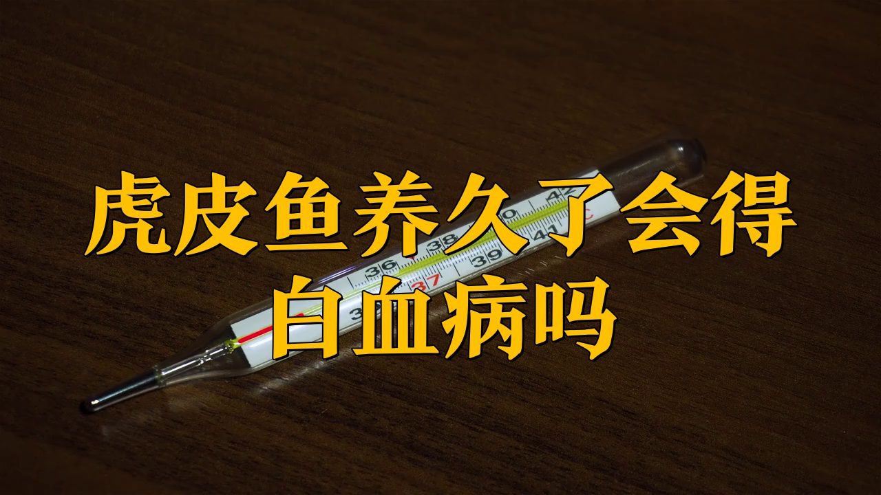 夢(mèng)幻雷龍魚(yú)養(yǎng)久了會(huì)得白血病嗎，夢(mèng)幻雷龍魚(yú)養(yǎng)久了會(huì)得白血病嗎寵物健康師小鲃魚(yú)養(yǎng)久了會(huì)得白血病嗎