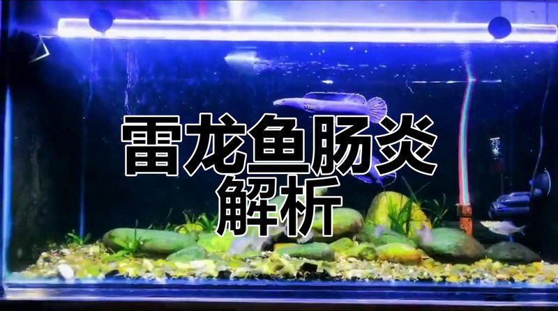 夢幻雷龍魚養久了會得白血病嗎，夢幻雷龍魚養久了會得白血病嗎寵物健康師小鲃魚養久了會得白血病嗎