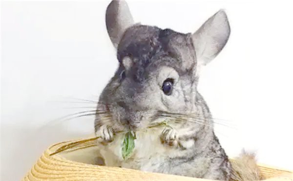 如何判斷龍貓是否準備好放風？，如何判斷龍貓是否準備好放風