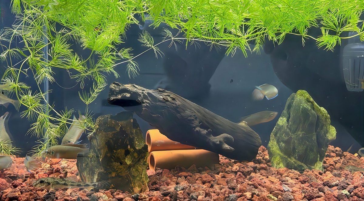 阜新魚缸維護，阜新地區的魚缸維護涉及多方面工作