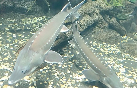 電鰻放電為什么電不死自己，怪羅科普：電鰻放電時(shí)為什么不電到自己天下十三洲獵奇電鰻