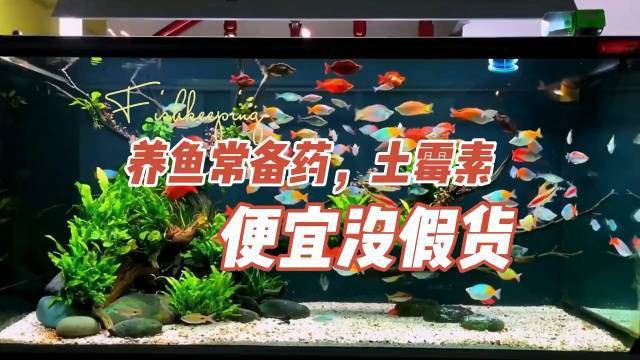 土霉素對龍魚的治療效果如何？，土霉素與其他藥物如何配合使用土霉素治療龍魚需要多久見效