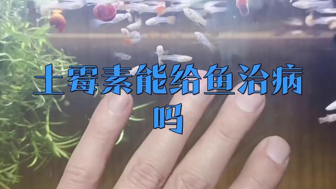 土霉素對龍魚的治療效果如何？，土霉素與其他藥物如何配合使用土霉素治療龍魚需要多久見效