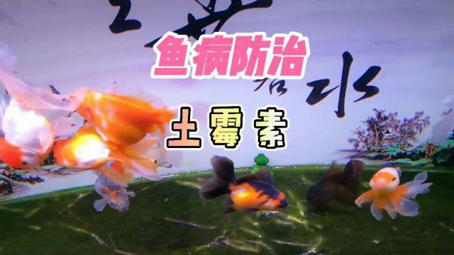 土霉素對龍魚的治療效果如何？，土霉素與其他藥物如何配合使用土霉素治療龍魚需要多久見效