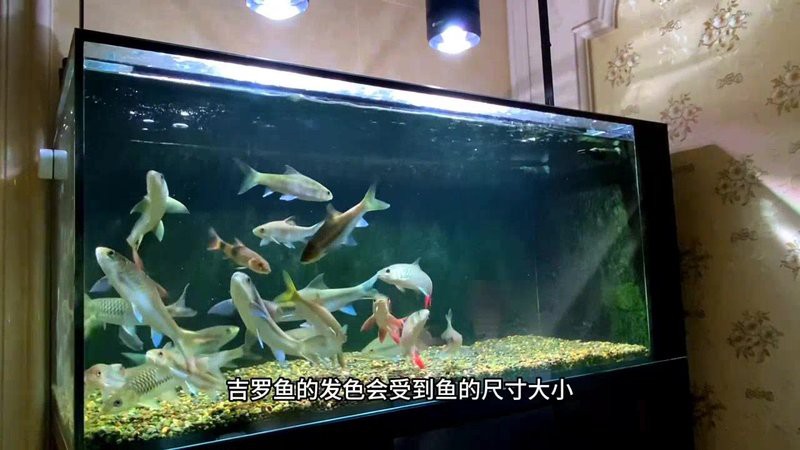 吉羅缸和龍魚缸哪個更難養，關于龍魚缸的一些問題