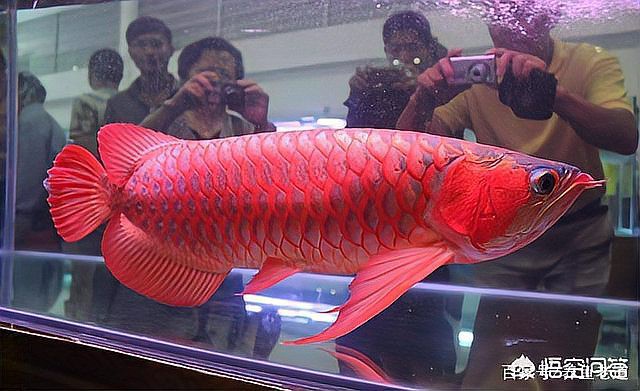 如何區分龍魚健康狀態？，如何區分龍魚健康狀態