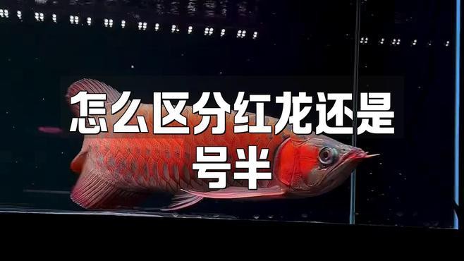 如何區(qū)分深海紅龍魚與號(hào)半？，如何區(qū)分深海紅龍魚與號(hào)半
