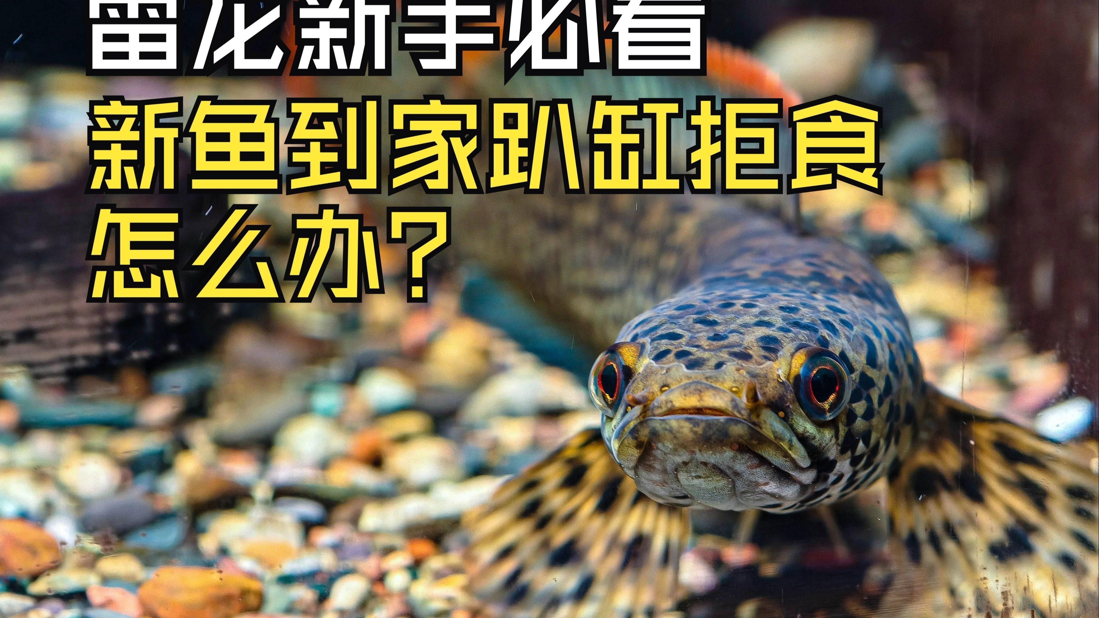 如何判斷龍魚是否恢復進食？，《如何判斷龍魚是否恢復進食》