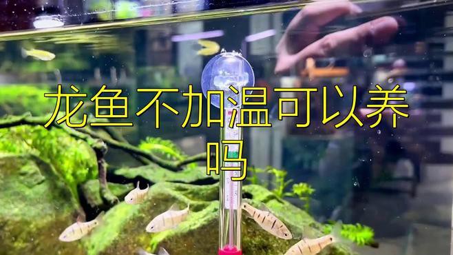 如何判斷龍魚是否適應(yīng)當前溫度？，判斷龍魚是否適應(yīng)當前溫度至關(guān)重要，觀察其日常行為是關(guān)鍵