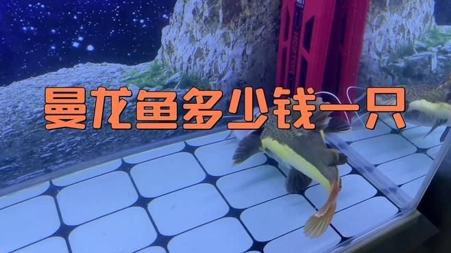 曼龍魚的價格是多少？，曼龍魚多少錢一只