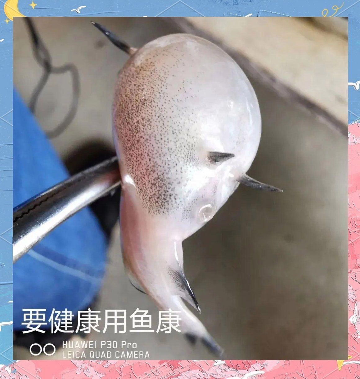 母魚肚子很大死亡原因，養(yǎng)魚老道，孔雀魚生完小魚為什么死了
