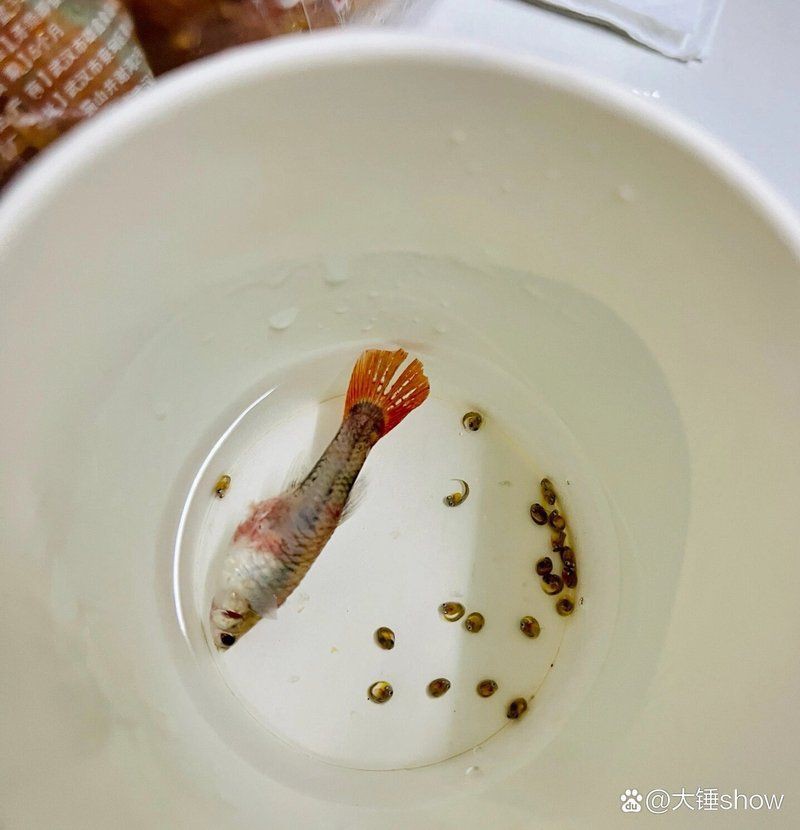 母魚肚子很大死亡原因，養(yǎng)魚老道，孔雀魚生完小魚為什么死了
