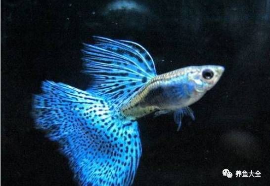 母魚肚子很大死亡原因，養(yǎng)魚老道，孔雀魚生完小魚為什么死了