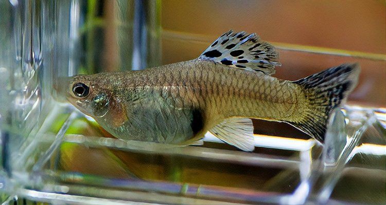 母魚肚子很大死亡原因，養(yǎng)魚老道，孔雀魚生完小魚為什么死了