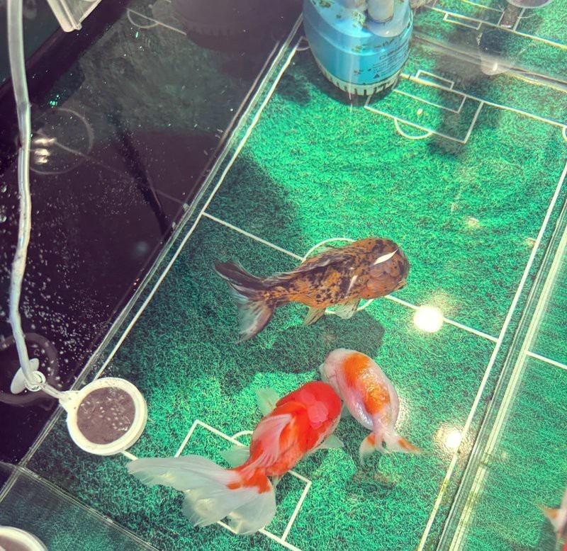 哪些藥物可以有效治療龍魚肚子鼓脹？，龍魚肚子鼓脹怎么辦