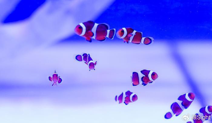 封開龍魚店，封開縣南豐鎮(zhèn)新豐路7號開龍魚店，小小觀賞魚游出億萬大生意新浪 封開龍魚店，封開縣南豐鎮(zhèn)新豐路7號開龍魚店，小小觀賞魚游出億萬大生意新浪 全國水族館企業(yè)名錄 第1張