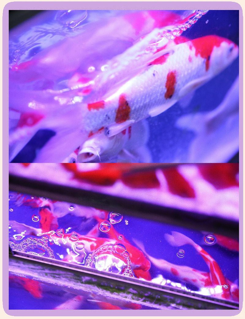 寶安水族店，深圳寶安水族店有哪些特色品種西鄉豐興水族店