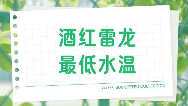 哪些雷龍魚(yú)適合新手飼養(yǎng)？，四大雷龍品種大揭秘,新手必看!